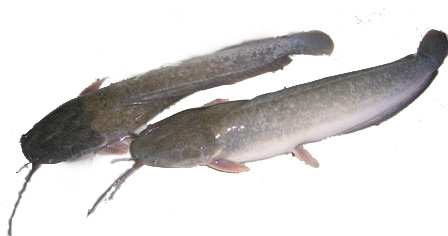 Ikan lele